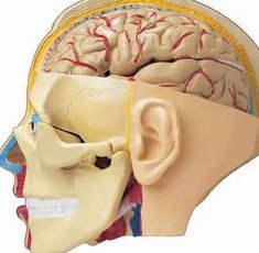 试管婴儿的哪些环节会影响到成功率